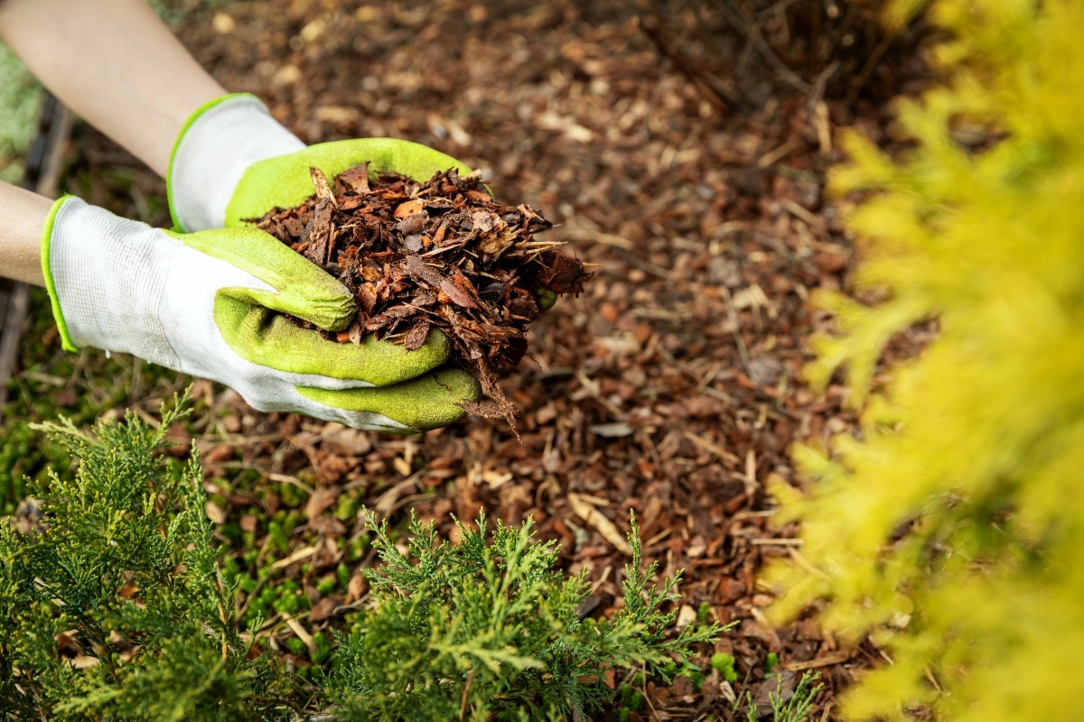 Le meilleur moment pour enlever le paillage des plantes