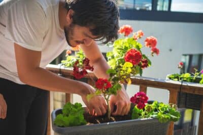 Le passage à l'heure d'été affecte-t-il les plantes