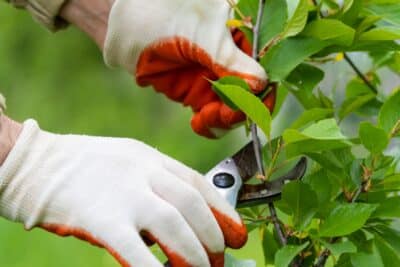 Les plantes à tailler avant la fin du mois de mars