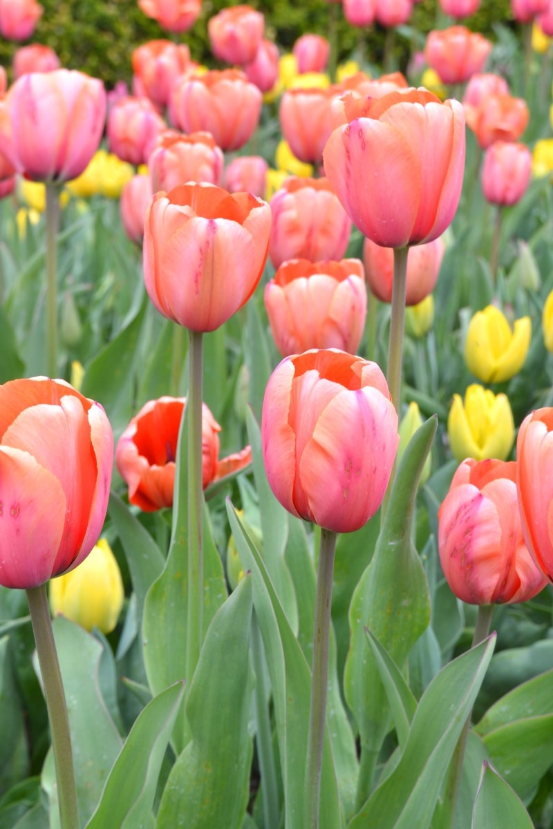 Les tulipes