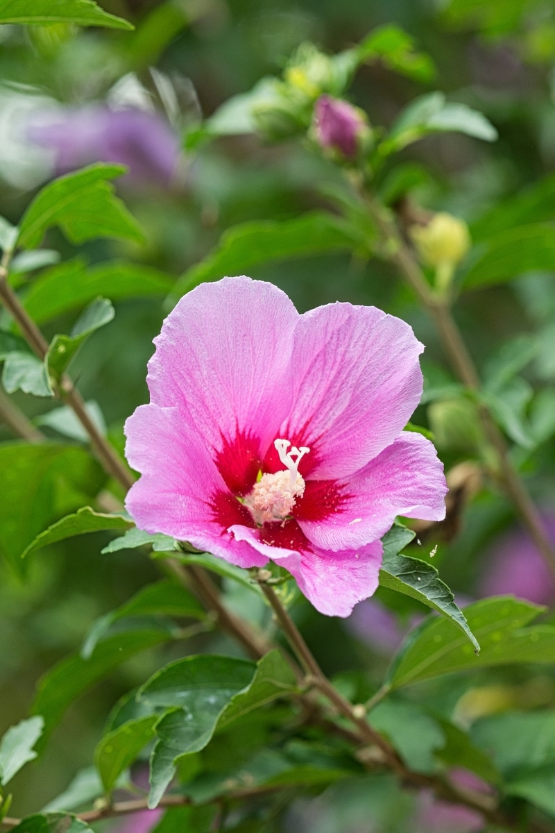 L'hibiscus syriacus