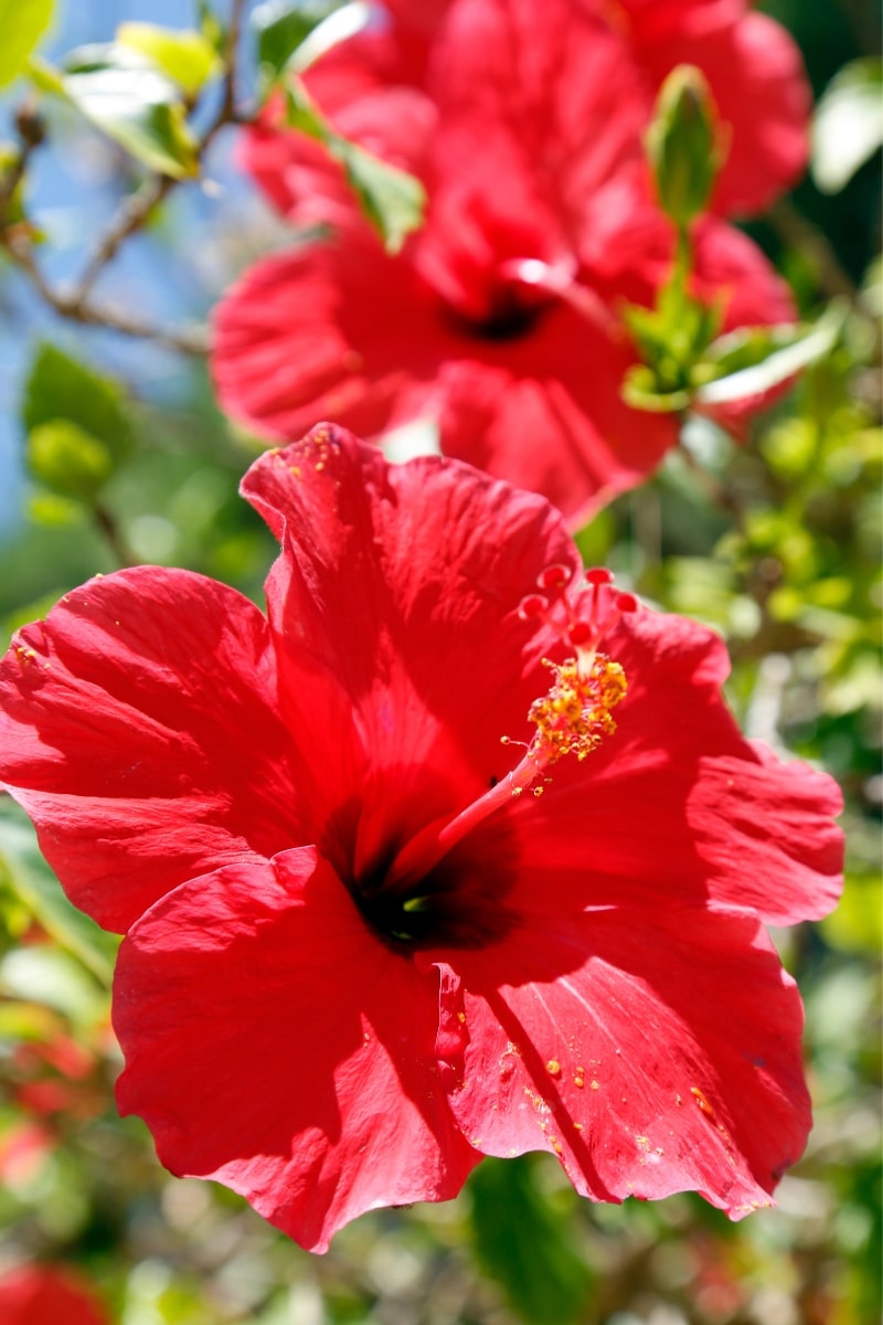 L'hibiscus