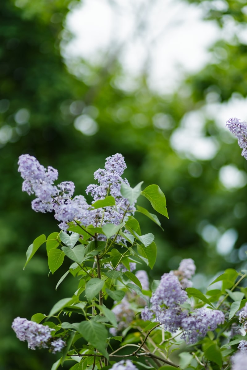 Lilas au jardin