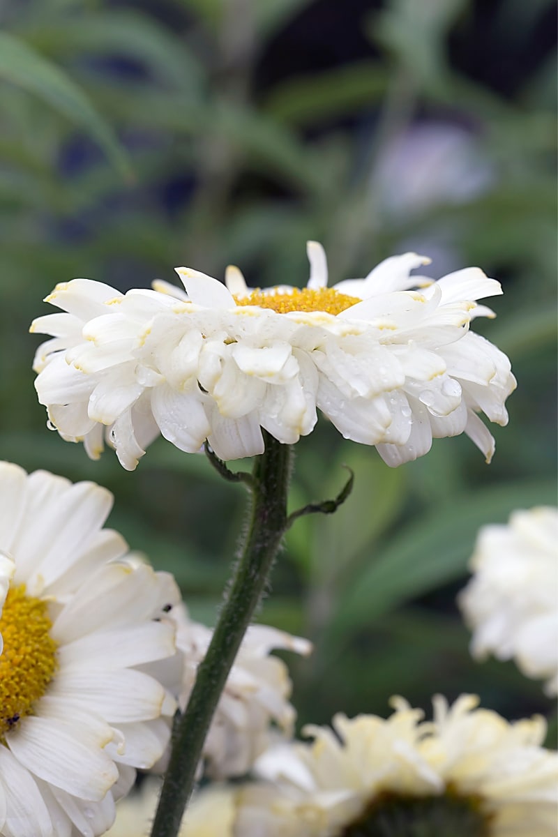 Marguerite de Shasta