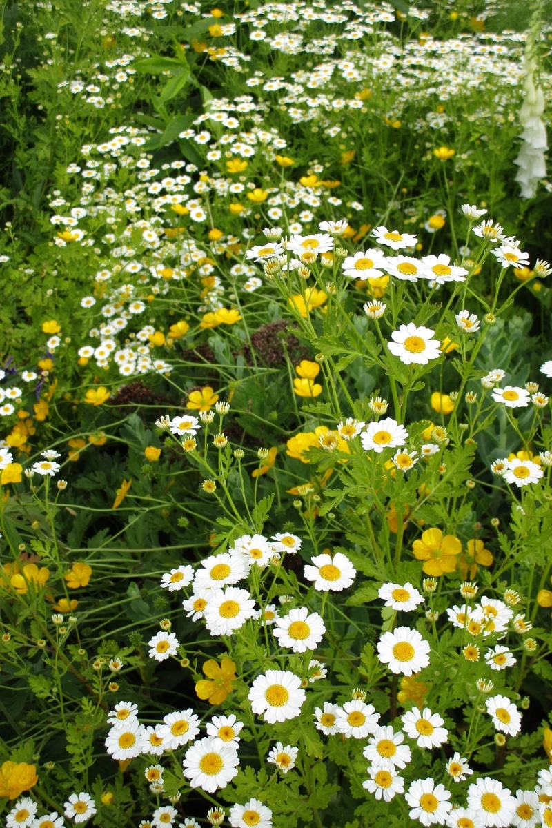 Marguerites au jardin