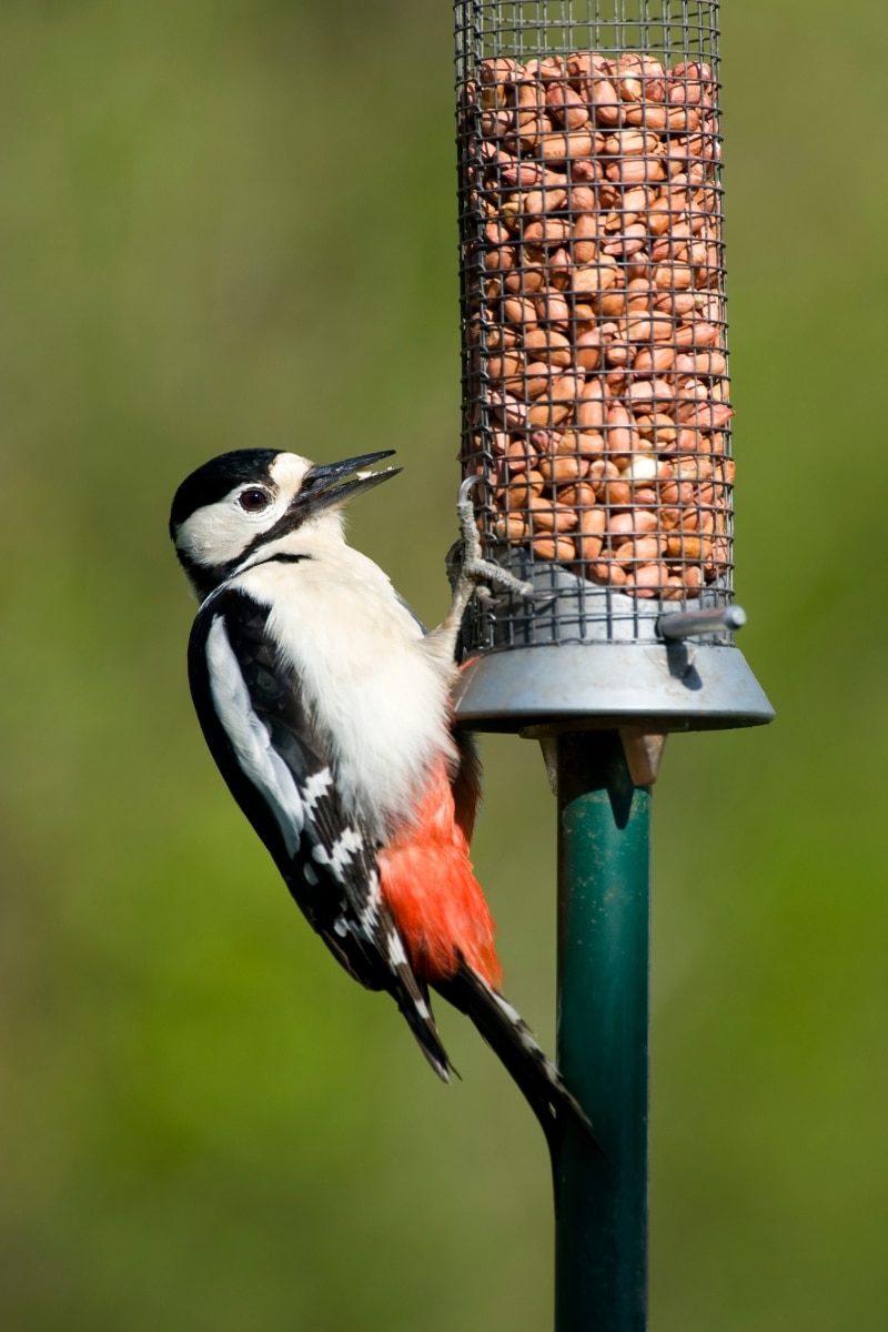 Nourrir les oiseaux du jardin