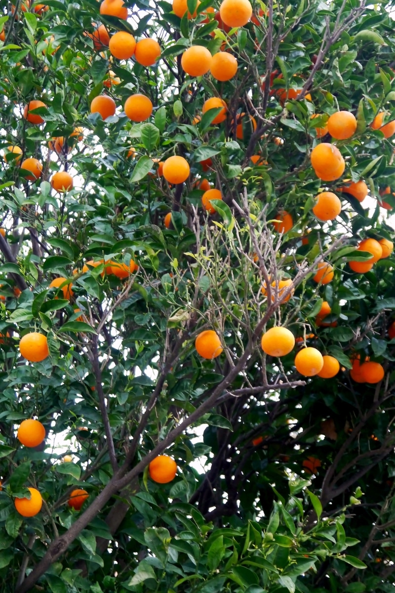 Oranger au jardin
