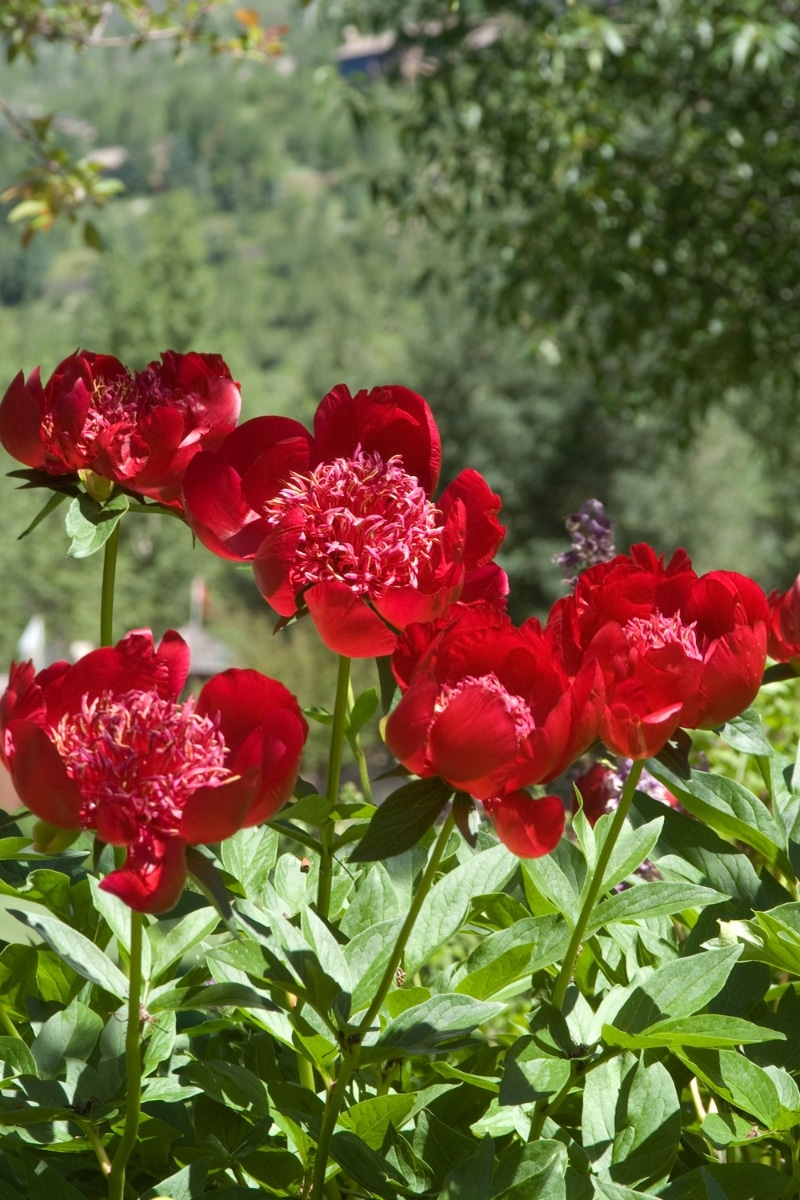 Paeonia lactiflora