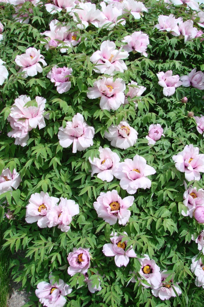 Paeonia suffruticosa