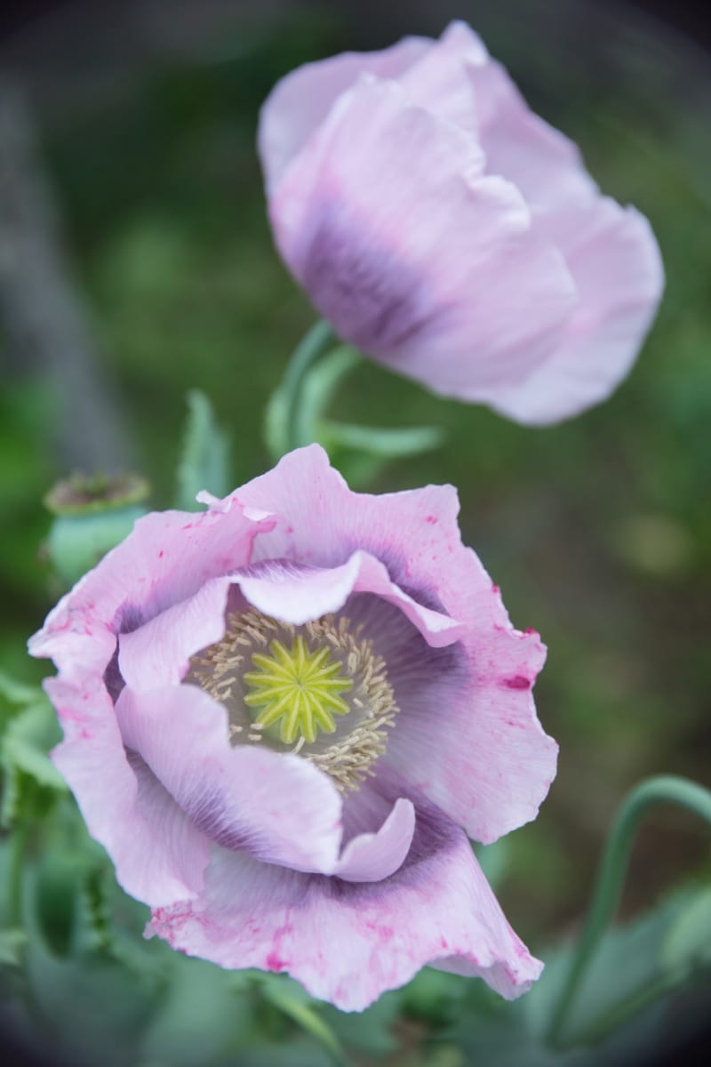 Pavot à opium