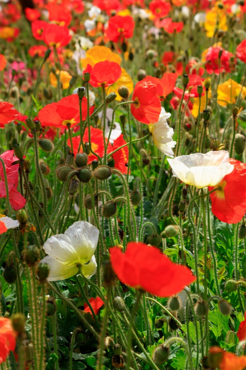 Pavots au jardin