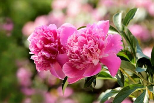À épingler : Pivoine Herbacée ou arbustive ? Trouvez la variété parfaite pour embellir votre jardin