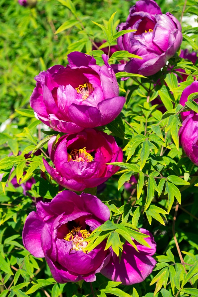 Pivoines arbustives