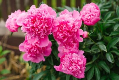 Pivoines herbacées au jardin