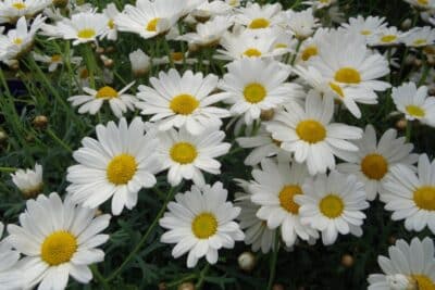 Plantation et entretien des marguerites au jardin