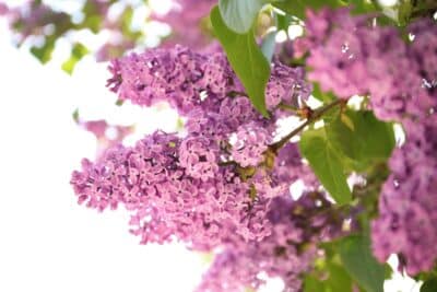 Plantation et entretien du Lilas