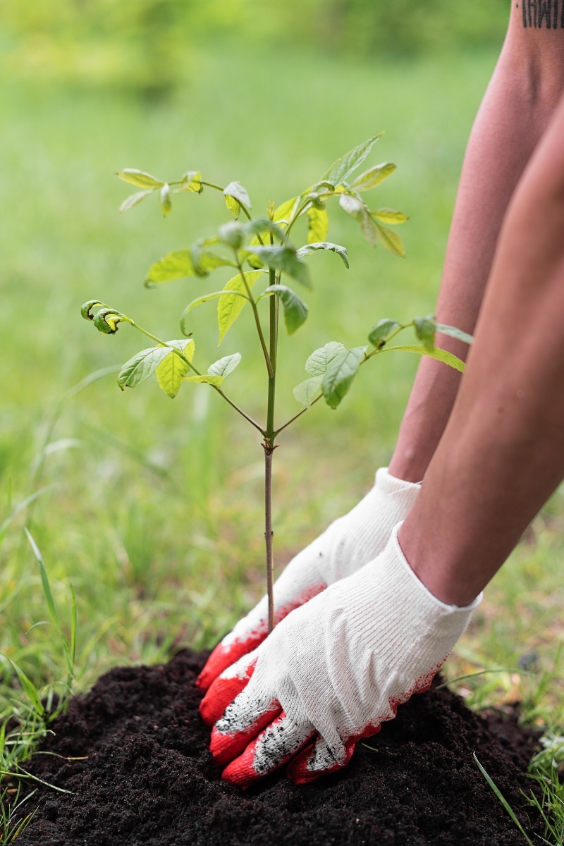 Planter un arbre fruitier