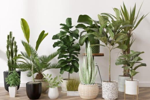 À épingler : 4 plantes d’intérieur faciles à entretenir pour les amateurs sans main verte !