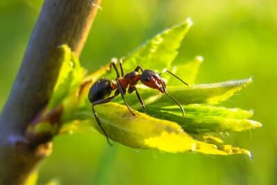 Protéger vos arbres fruitiers d'une invasion de fourmis