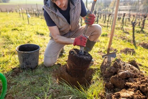 À épingler : Quels arbres fruitiers planter au mois de mars ?