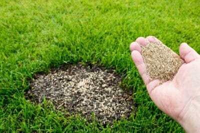 Réparer une pelouse endommagée