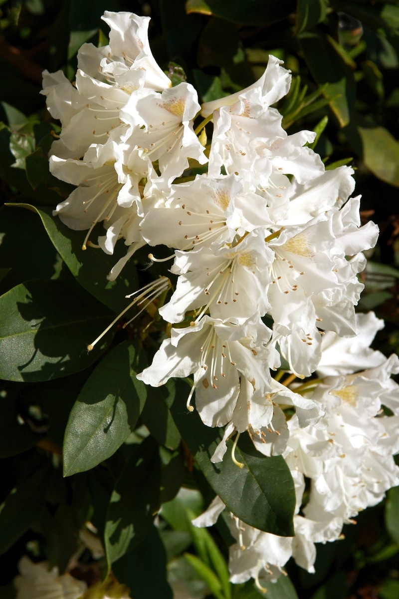 Rhododendron