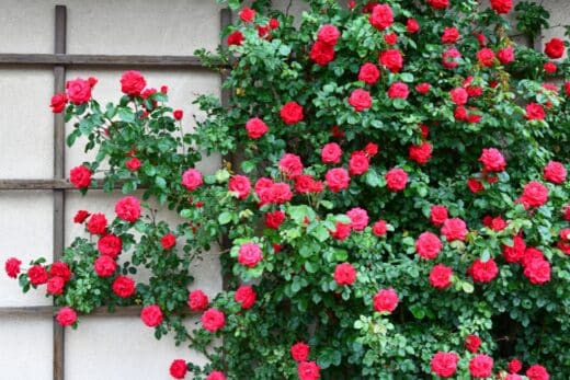 À épingler : Les plus belles variétés de rosier liane pour sublimer votre jardin