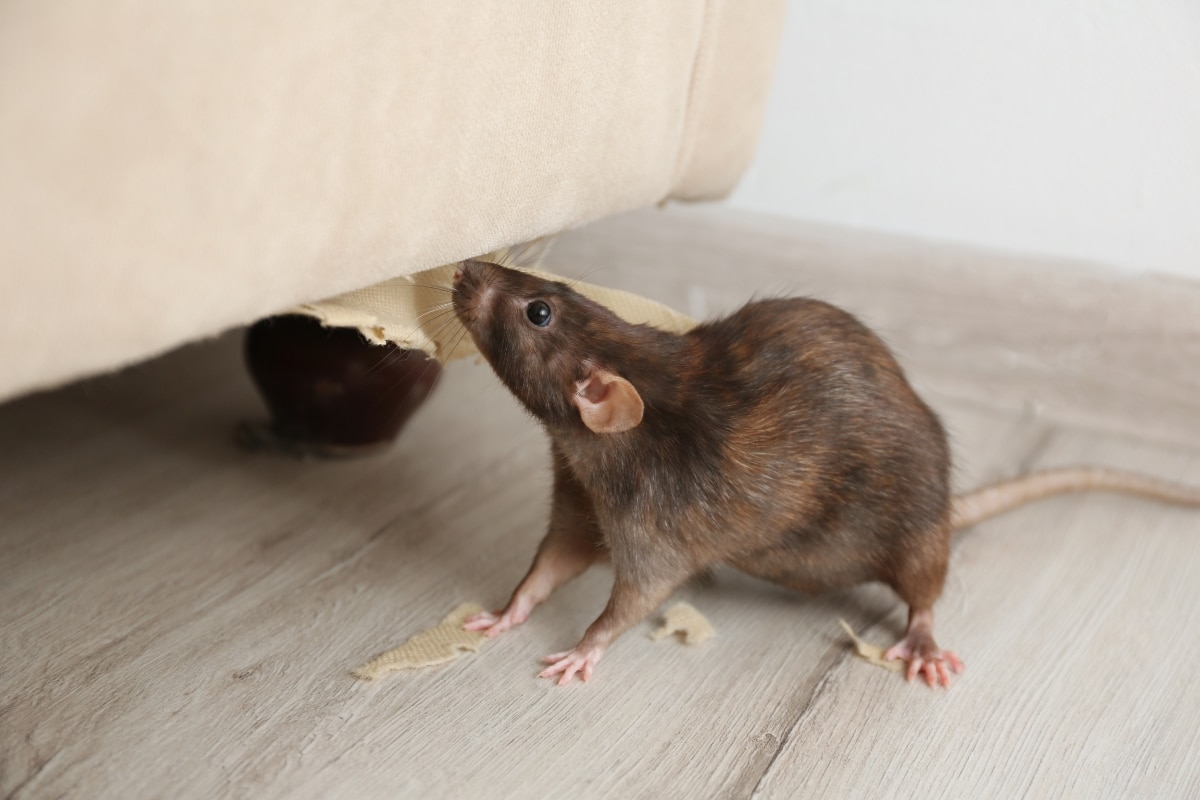 Se débarrasser des rats et souris qui envahissent votre maison