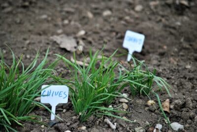 Semer la ciboulette au jardin