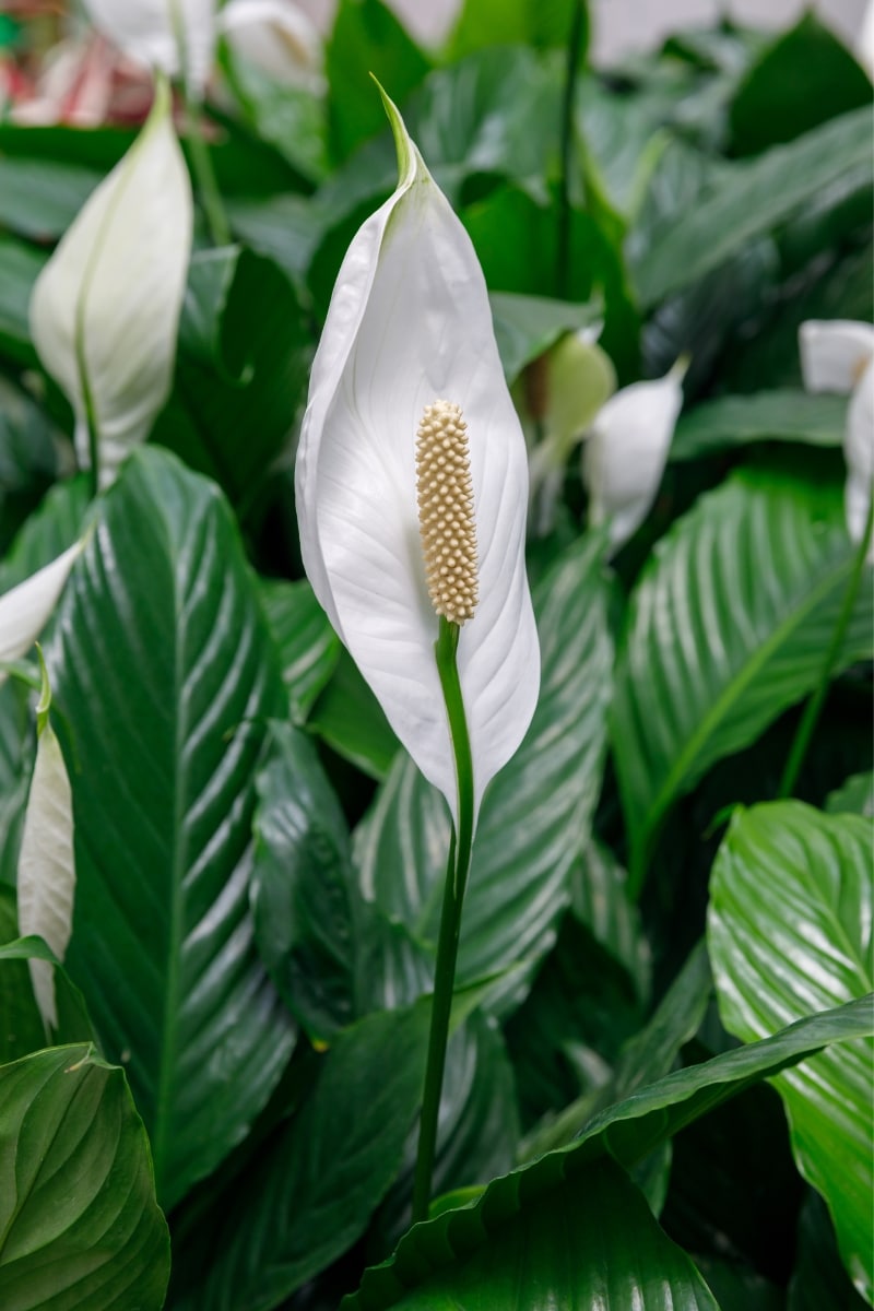 Spathiphyllum