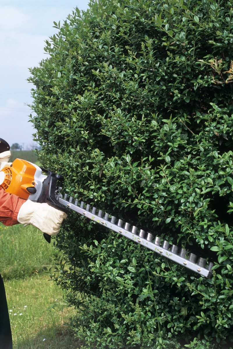 Tailler la haie du jardin