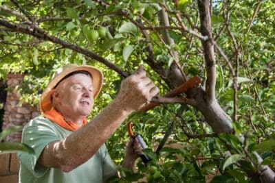 Tailler un arbre fruitier en mars