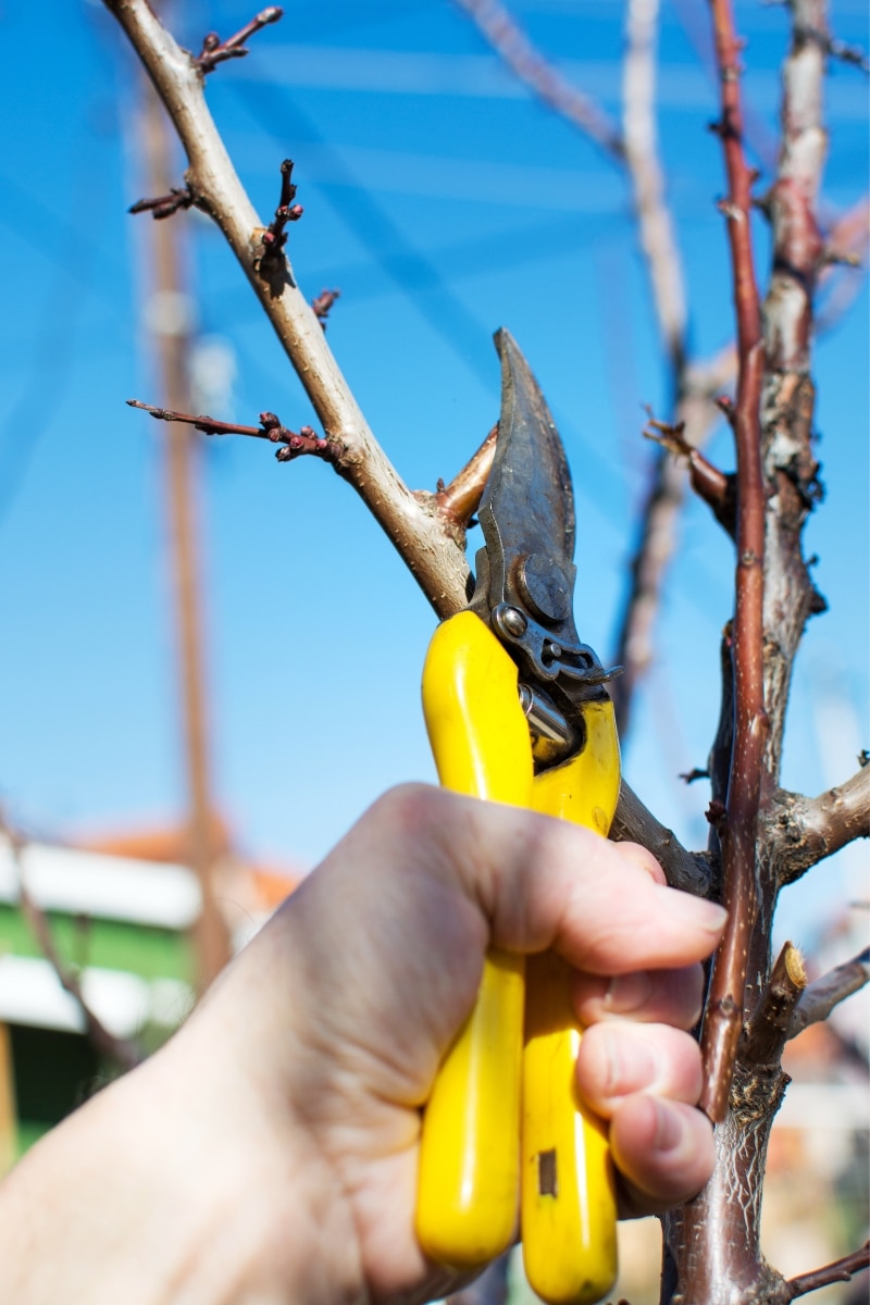 Tailler un arbre fruitier