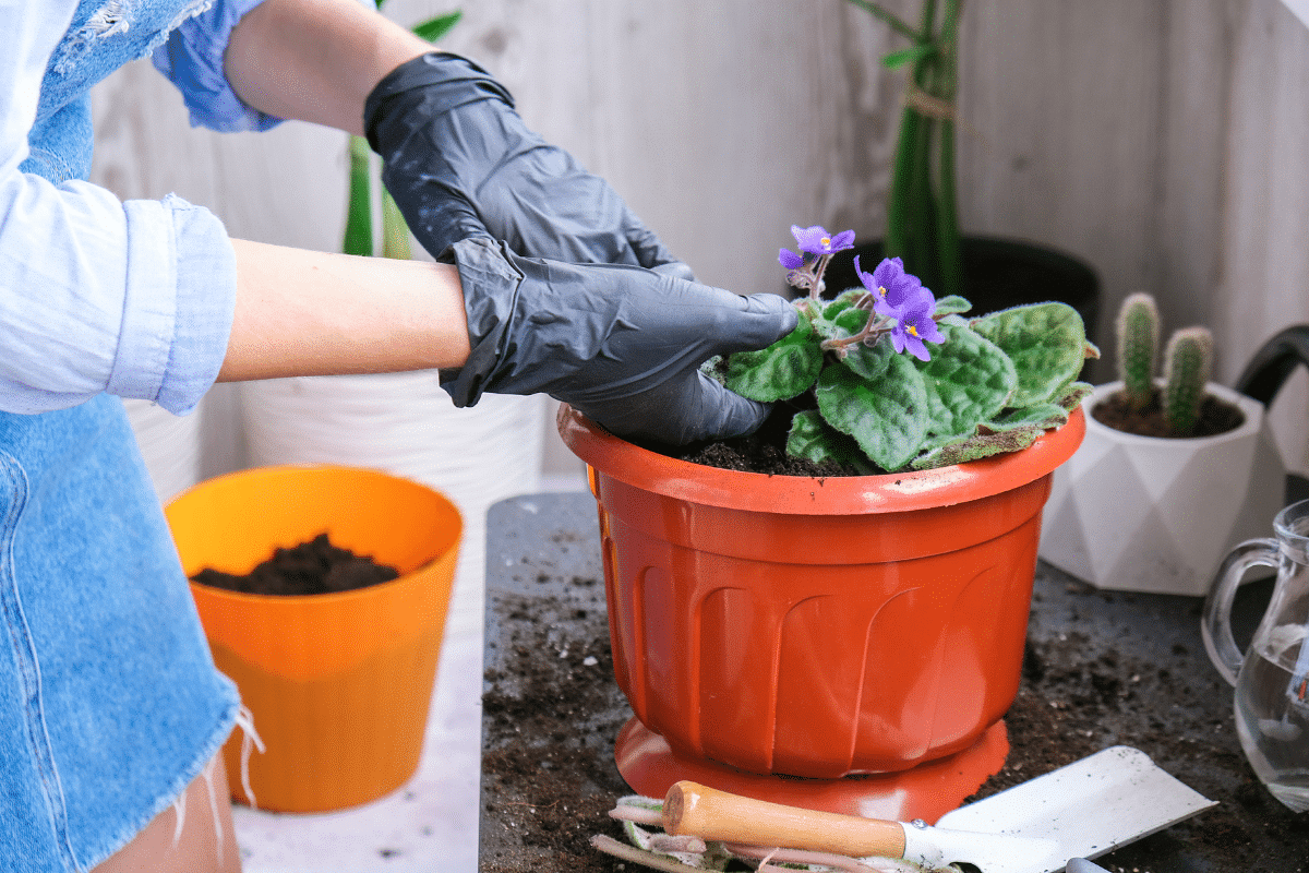 Techniques de plantation et conseils d'entretien des violettes