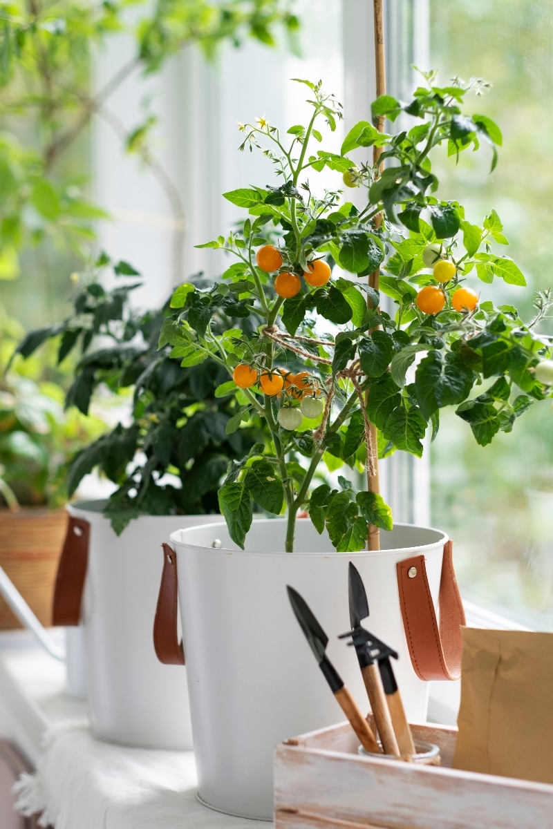 Tomates cerises en pot