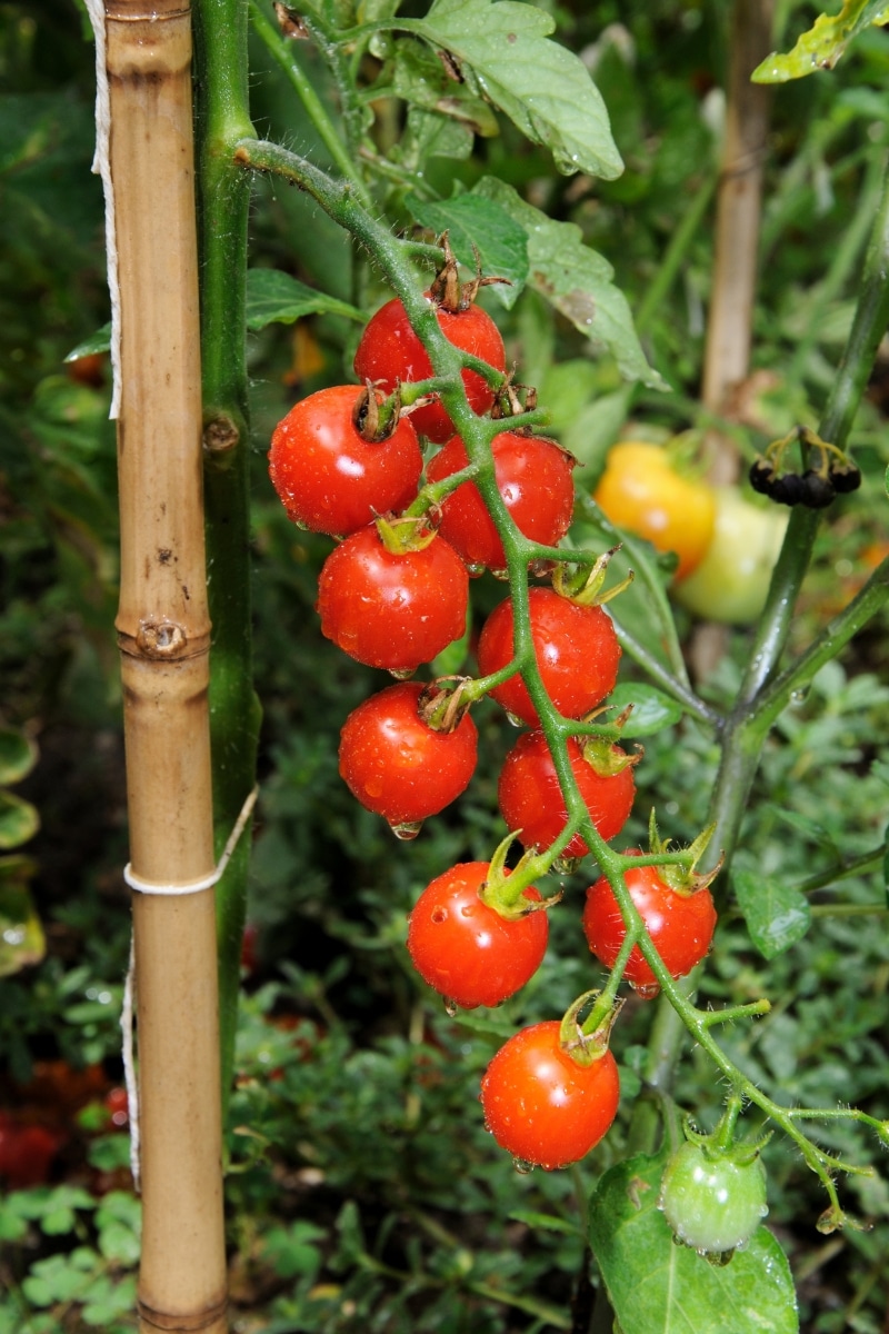 Tomates cerises Sweet Million