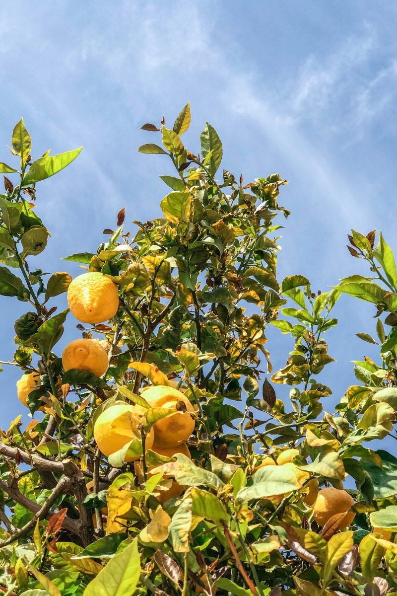 Un citronnier au jardin