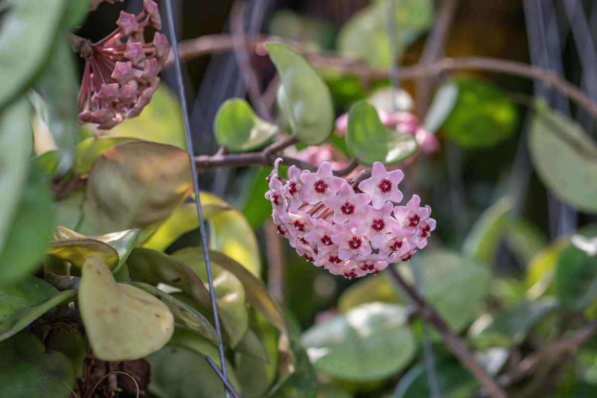 Un hoya en fleur