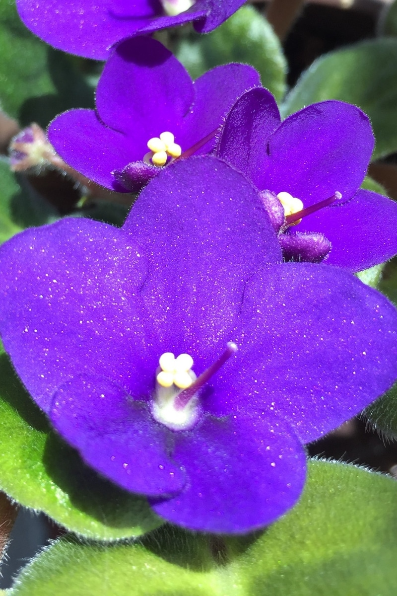 Violette africaine