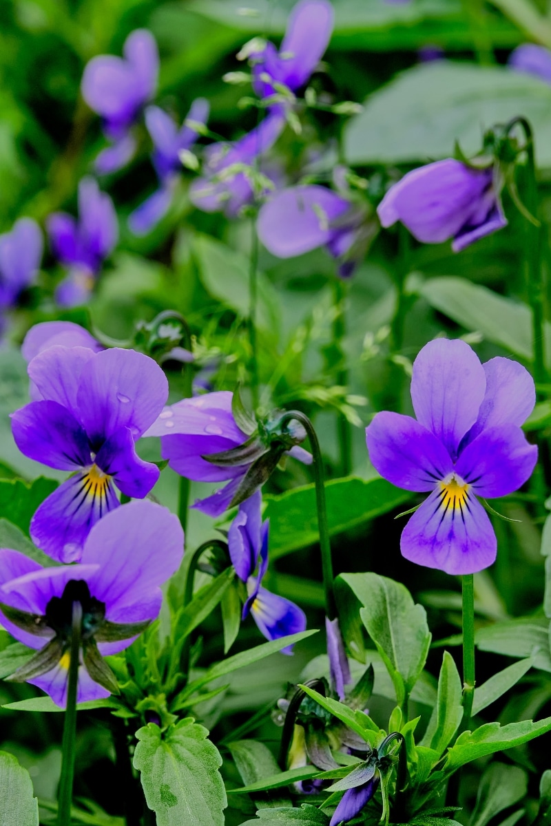 Violette au jardin