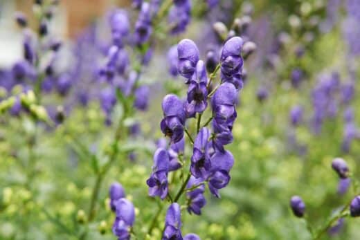 À épingler : 4 couvre-sols toxiques à éviter dans votre jardin pour protéger vos enfants et animaux