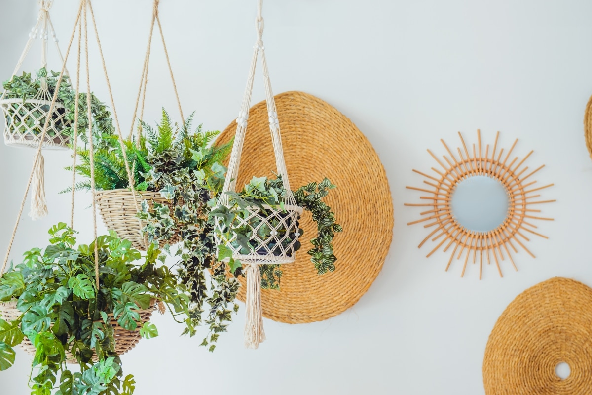 5 plantes retombantes faciles à cultiver en intérieur ce printemps !