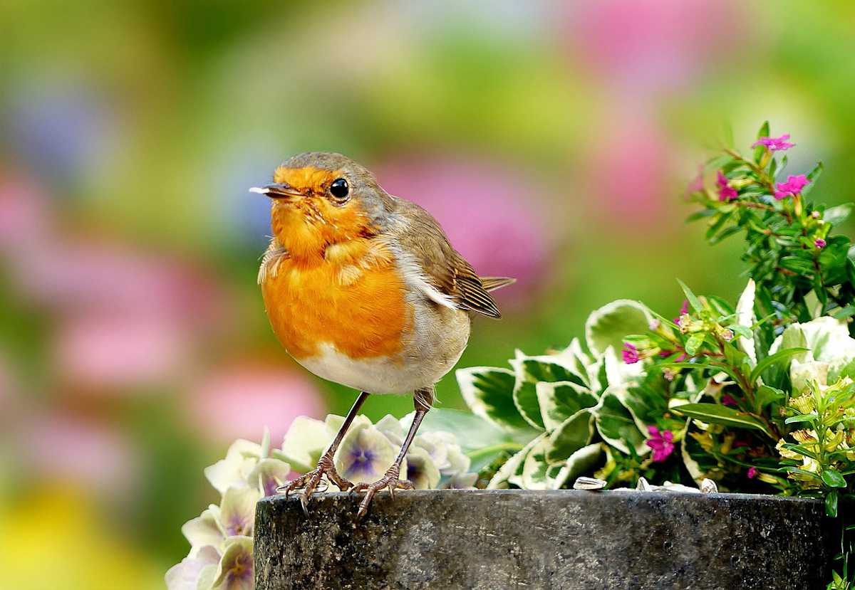 Comment attirer le rouge-gorge dans son nichoir ?