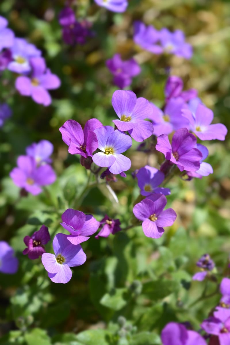 Aubriète deltoïde