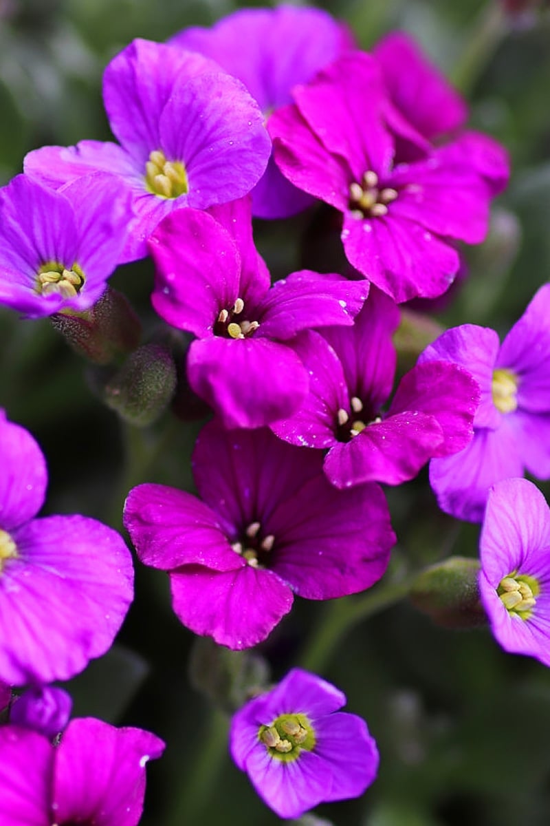 Aubriètes