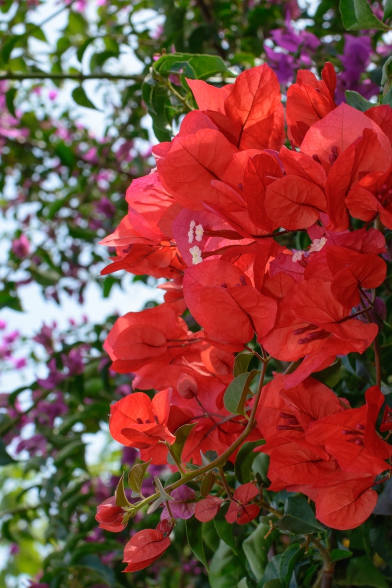 Bougainvillier