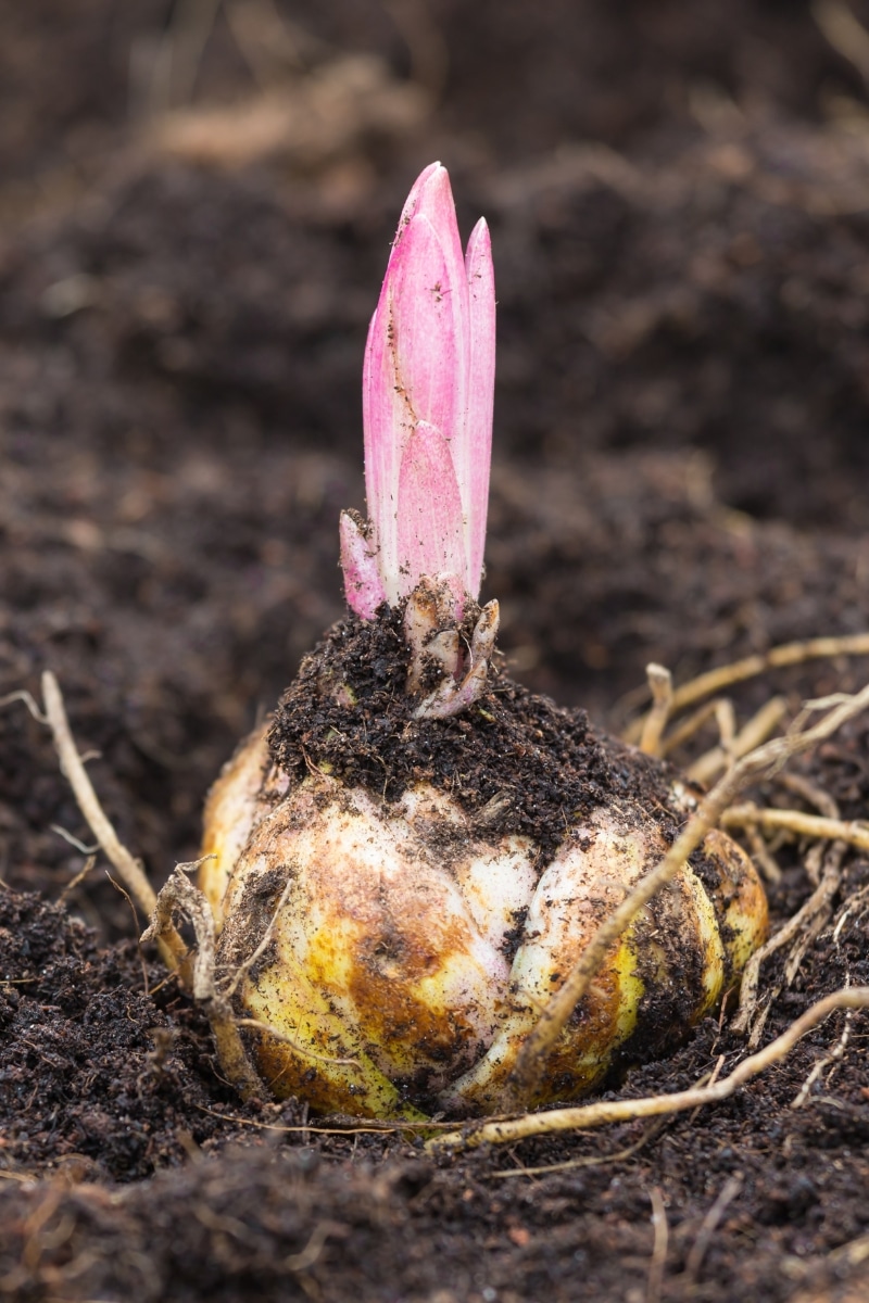 Bulbe de fleurs de lys