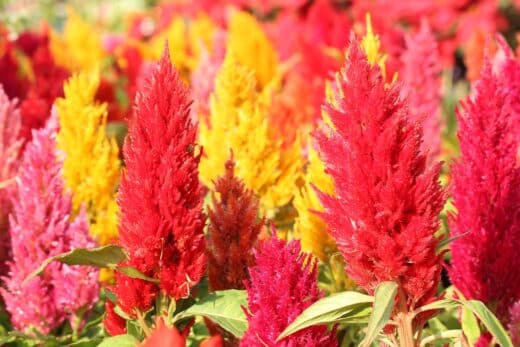 À épingler : La célosie : ajoutez du panache à votre jardin avec cette fleur flamboyante