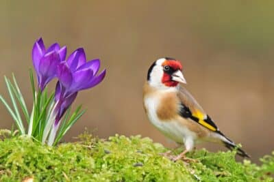 Ces plantes et arbustes pour attirer le chardonneret au jardin