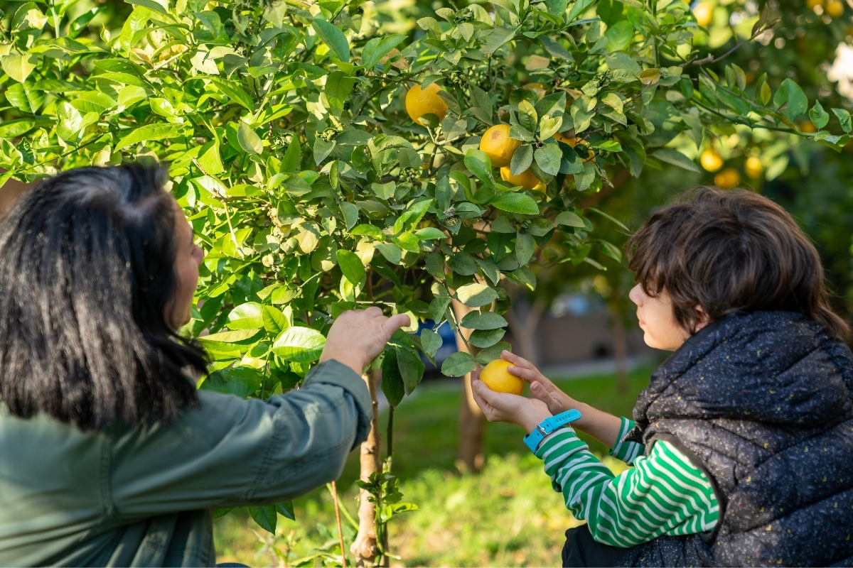 Citronnier au jardin